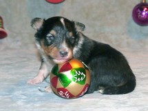 puppies