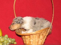 puppies