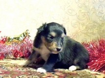 puppies