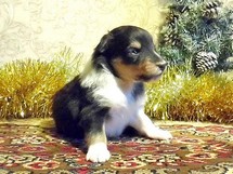 puppies