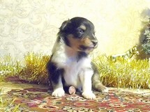 puppies