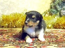 puppies