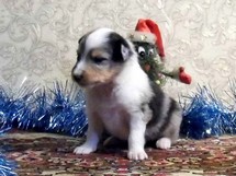 puppies