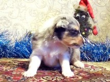 puppies