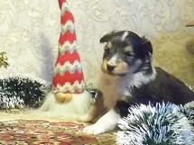 puppies