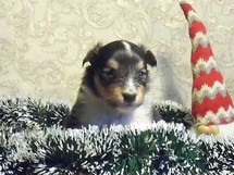 puppies