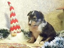 puppies