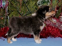 puppies