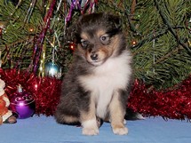 puppies