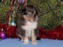 puppies