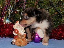 puppies