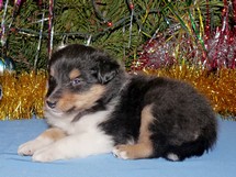 puppies