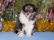 puppies
