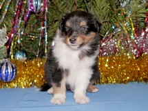 puppies