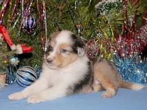 puppies