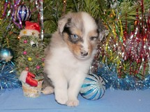 puppies