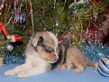 puppies