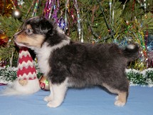 puppies
