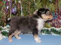 puppies