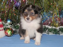puppies