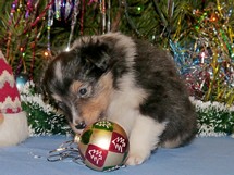 puppies