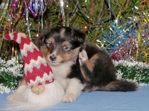 puppies