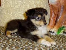 puppies