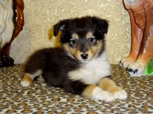 puppies