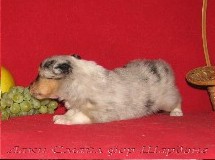 puppies