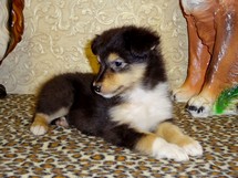 puppies