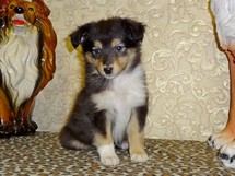 puppies