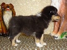 puppies