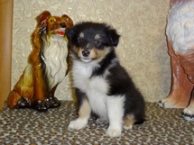 puppies
