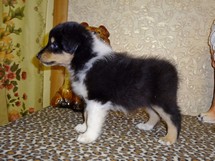 puppies