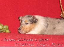 puppies