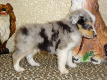 puppies