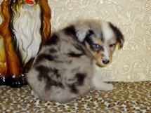 puppies