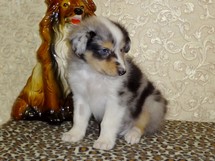 puppies