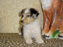 puppies