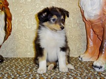 puppies