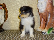 puppies