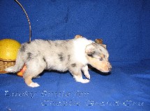 puppies