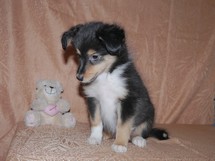 puppies