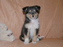 puppies