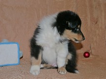 puppies