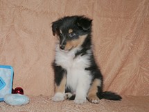 puppies