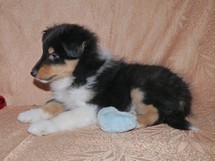 puppies