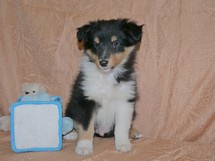 puppies