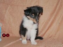 puppies