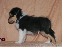 puppies